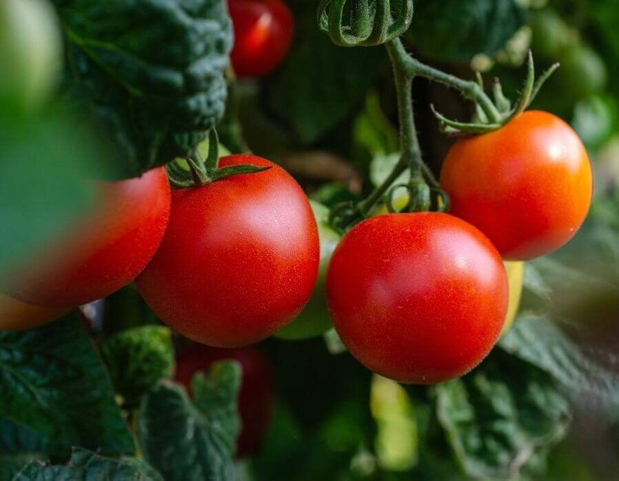 Clippings Floral Tomatoes in Niagara-on-the-Lake - Vintage Hotels