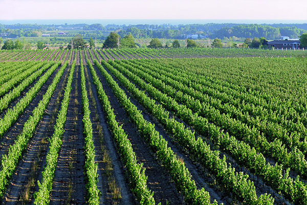 Wine Tour Bachelorette Party in Niagara