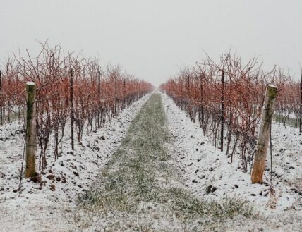 Snow on the vineyards at Bella Terra Vineyards in Niagara-on-the-Lake.