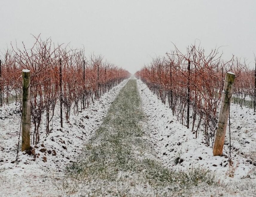 Snow on the vineyards at Bella Terra Vineyards in Niagara-on-the-Lake.
