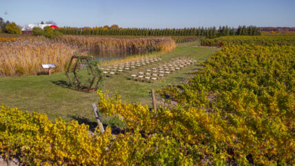 Bella Terra Vineyards, one of the best wedding photography locations in Niagara