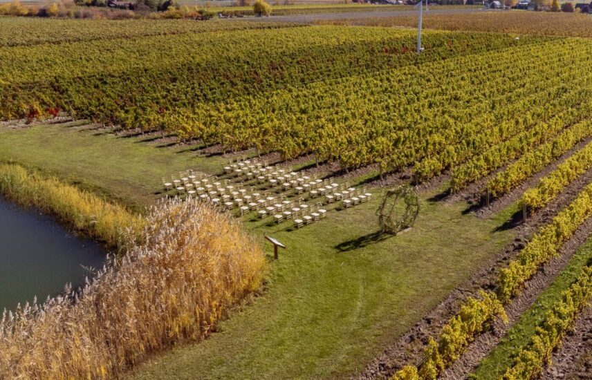 Wedding Ceremony in the vineyard at Bella Terra Vineyards in Niagara on the Lake