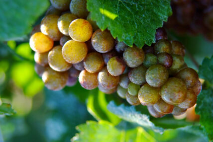 A vineyard in the Niagara Benchlands