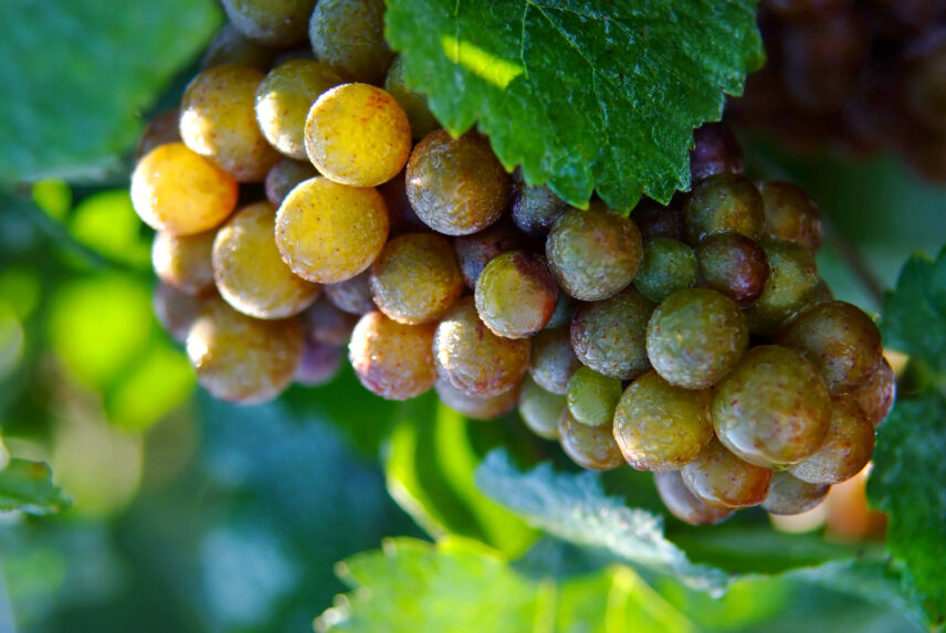 A vineyard in the Niagara Benchlands