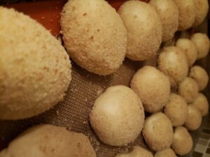 Pandesal Filipino dinner roll