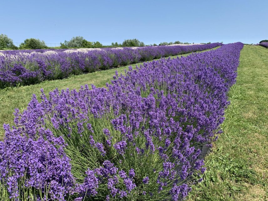 A lavender farm in Niagara-on-the-Lake.