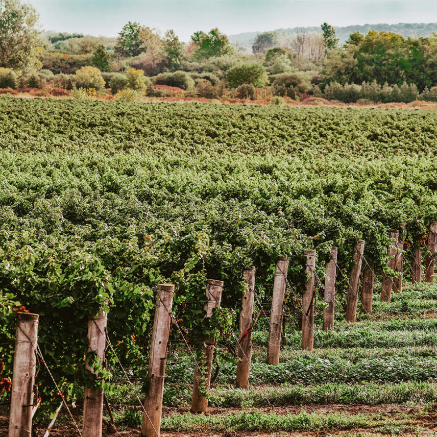 Vineyard team building experiences at Inn On The Twenty in Jordan Village