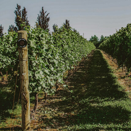 Vineyards near Jordan House Tavern and Lodging in Twenty Valley, Jordan Ontario