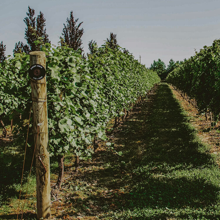 Vineyards near Jordan House Tavern and Lodging in Twenty Valley, Jordan Ontario