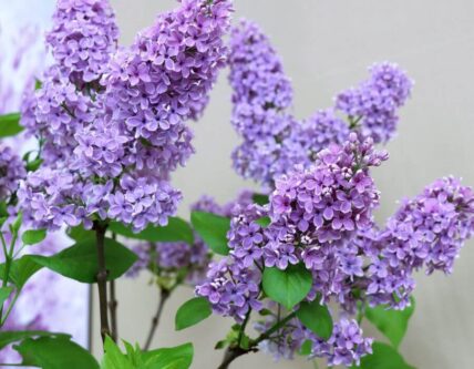 Flowers from Clipping's Floral Design in Niagara-on-the-Lake.