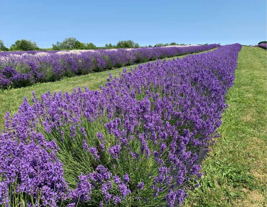 Lavender fields in niagara on the lake during a day trip