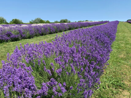 Niagara lavender, a unique wedding favour idea