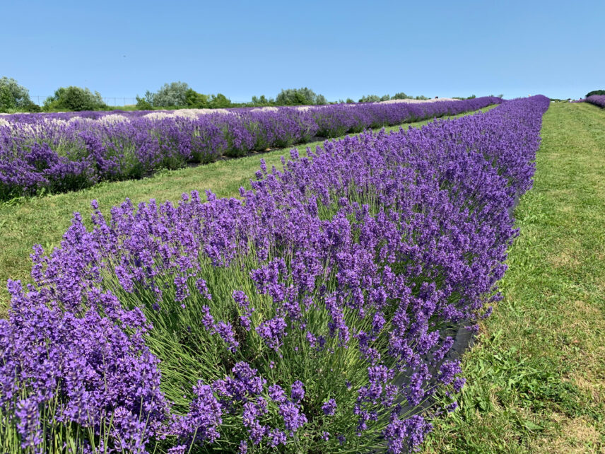 Niagara lavender, a unique wedding favour idea