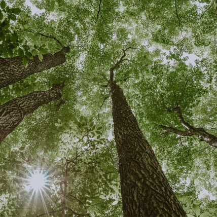 Forestry outside of Millcroft Inn & Spa in Caledon, Ontario.