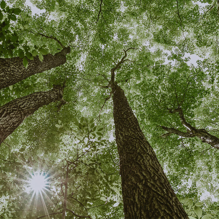 Forestry outside of Millcroft Inn & Spa in Caledon, Ontario.