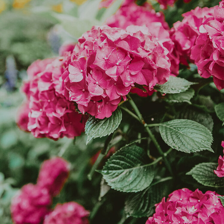 Pink hydrangeas at Moffat Inn in Niagara on the Lake