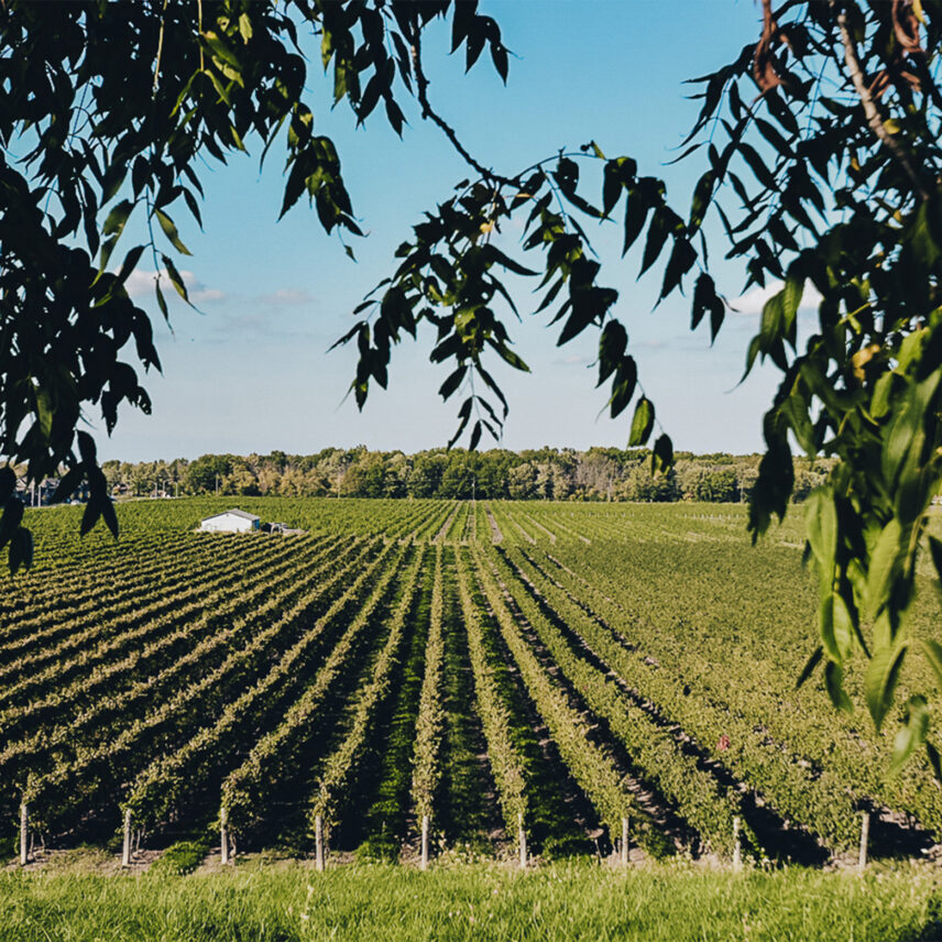 The Big Head Wines vineyard in Niagara-on-the-Lake, Ontario.