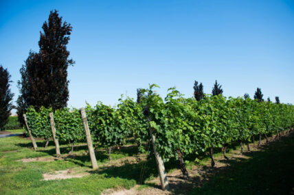 A vineyard in Niagara-on-the-Lake.