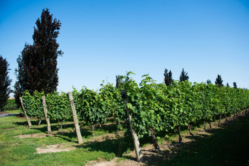 A vineyard in Niagara-on-the-Lake.