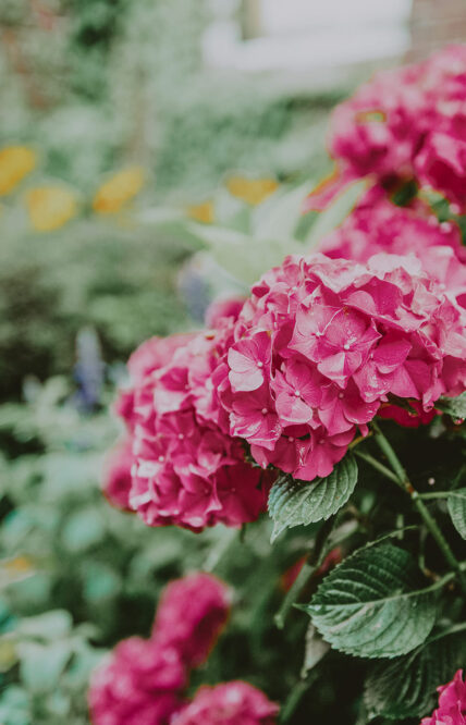 Pink flowers found near the Poolside Patio at the Pillar & Post in Niagara-on-the-Lake