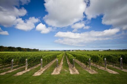 A vineyard in Niagara-on-the-Lake.