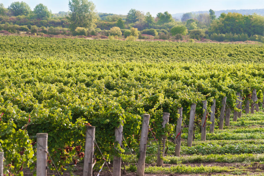 Grapes grown at Foreign Affair, a winery in the Niagara Benchlands
