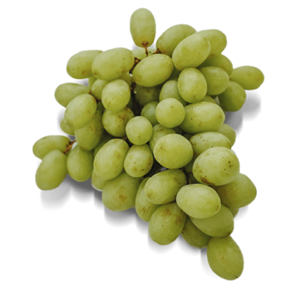 Grapes from a winery near Jordan House in Jordan Ontario