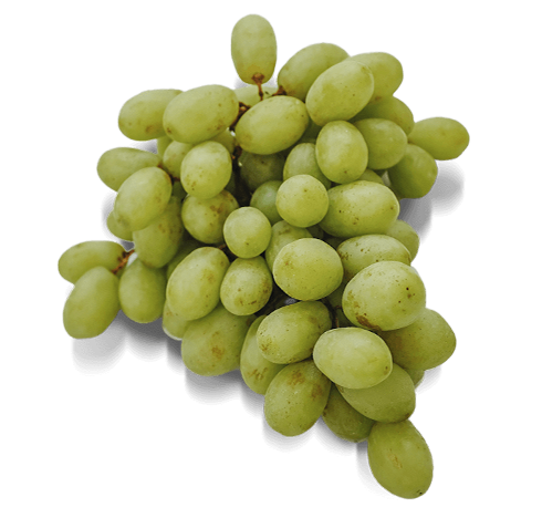 Grapes from a winery near Jordan House in Jordan Ontario