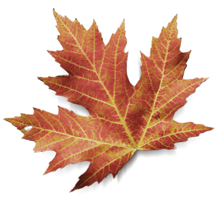 Fallen maple leaf at Millcroft Inn & Spa in Caledon