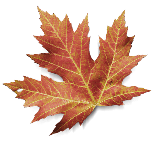 Fallen maple leaf at Millcroft Inn & Spa in Caledon