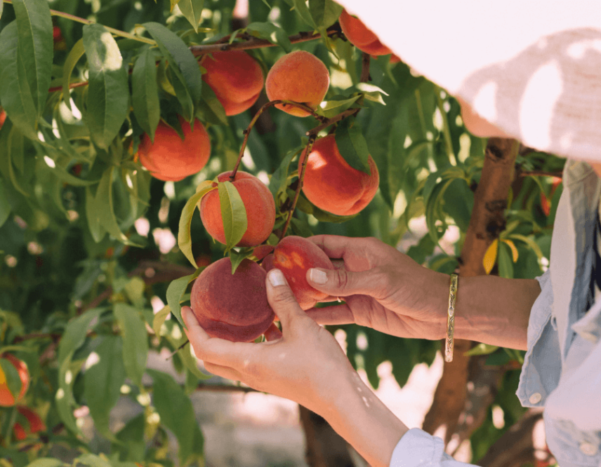 Niagara peach recipes from Vintage Hotels restaurants