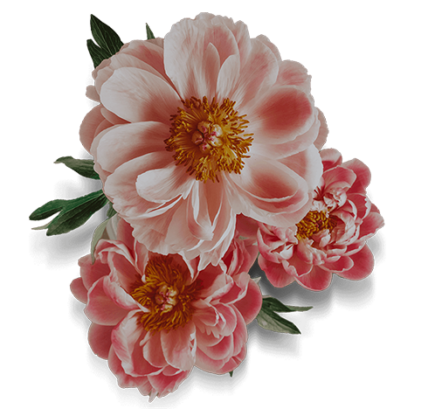Refreshing pink flowers to provide a relaxing resort experience at the Pillar & Post Hotel in Niagara-on-the-Lake