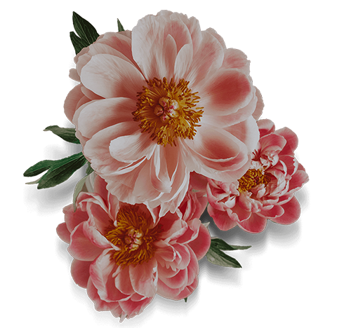 Refreshing pink flowers to provide a relaxing resort experience at the Pillar & Post Hotel in Niagara-on-the-Lake